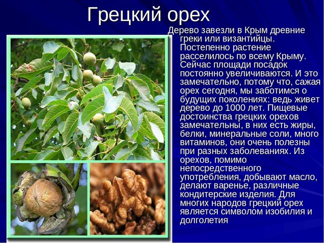 Размножение грецкого ореха семенами и прививкой

